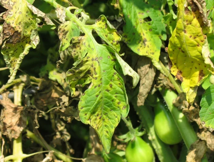 alternariose des tomates est visible sur les feuilles vertes malades