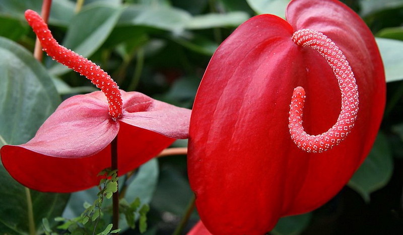 anturium avec des grosses fleures rouge et un feuillage vert en arrière plan