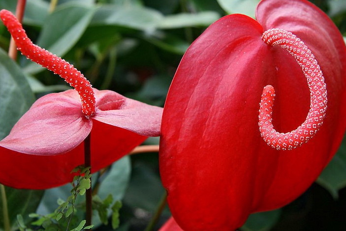 anturium avec des grosses fleures rouge et un feuillage vert en arrière plan