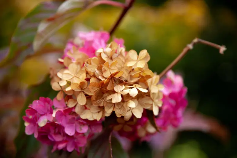 arbuste jardin fleuri plante hortensia culture entretien fleurs mortes