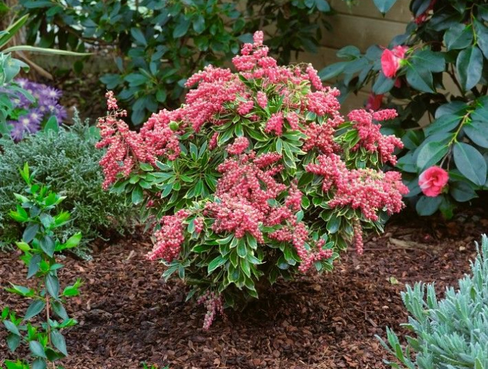 arbuste résistant à la sécheresse pieris japonnais