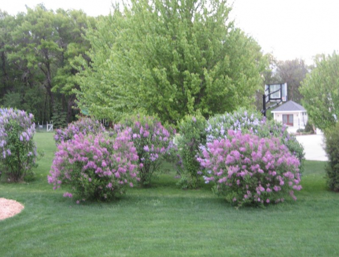 arbustes persistants plein soleil arbre de papillons