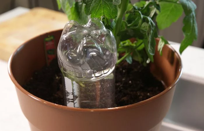 arrosage geranium goutte a goutte avec une bouteille d eay dans un pot
