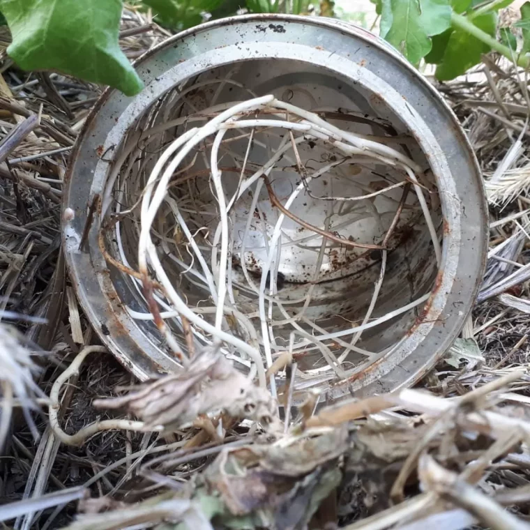 astuce avec une boite de conserve pour eliminer les plantes envahissantes