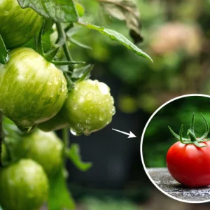 Astuces simples et efficaces pour faire mûrir les tomates