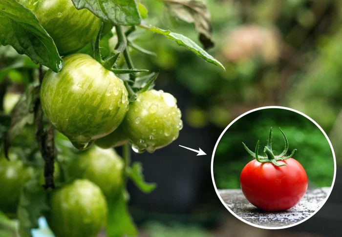 astuces grand mere faire murir tomate sur pied legumes