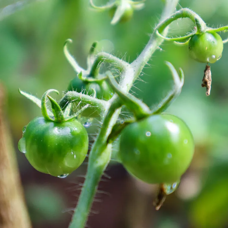 astuces pour avoir des recoltes abondantes de tomates