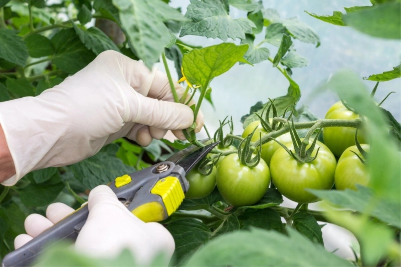 astuces pour favoriser la croissance des tomates