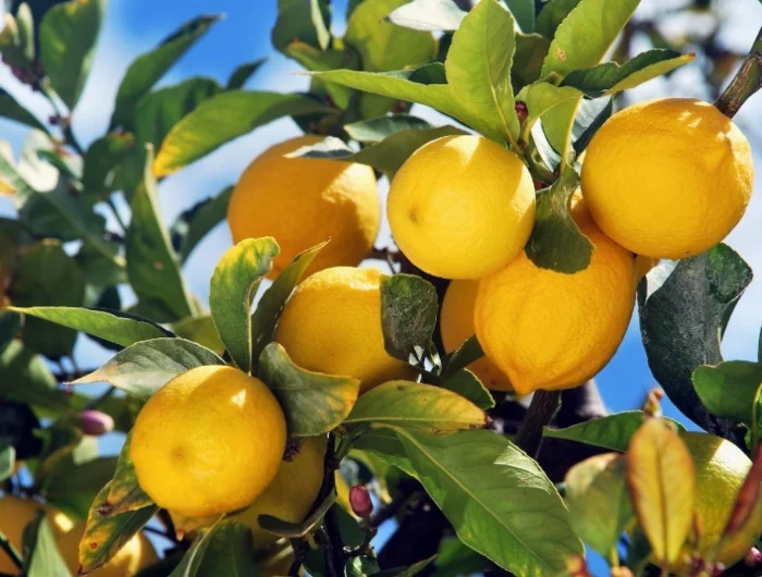 avoir beaucoup de fruits d un arbre citronnier
