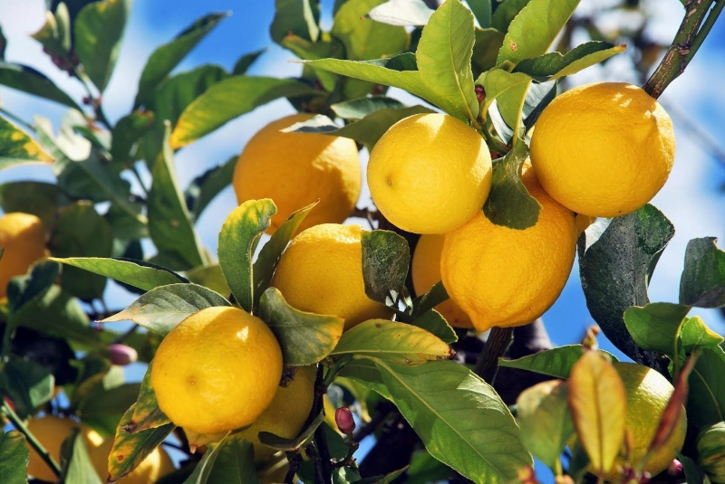 avoir beaucoup de fruits d un arbre citronnier