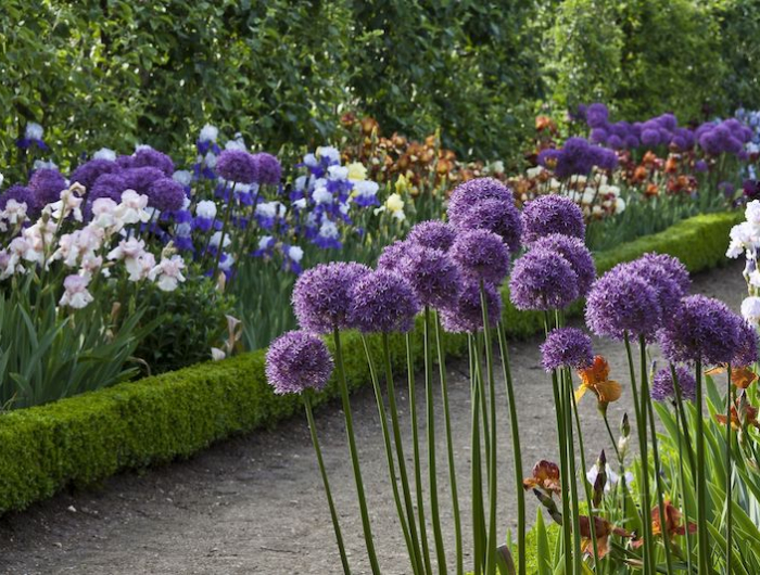 avoir des fleurs toute l'année in jardin avec des fleurs violettes et blanches une allee au milieu