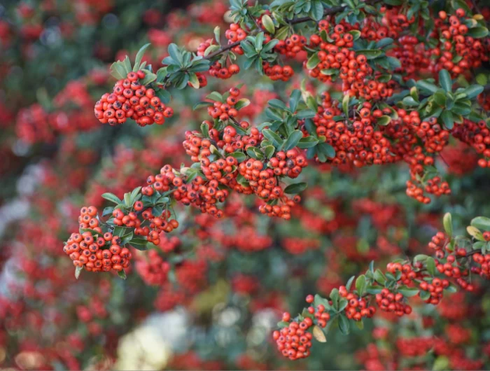 baies rouges plante grimpante persistant arbuste feuillage vert