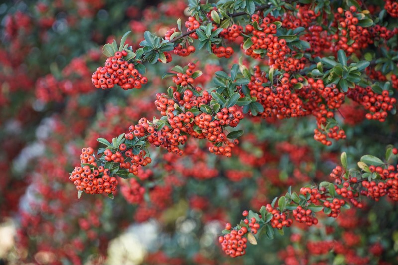 baies rouges plante grimpante persistant arbuste feuillage vert
