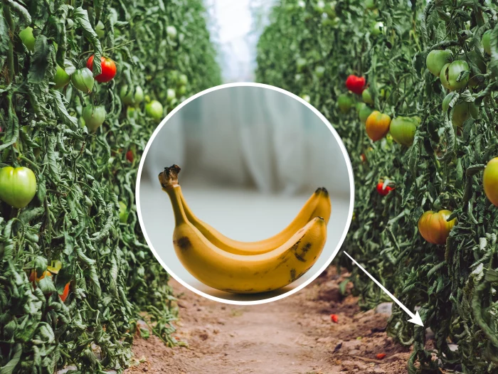 banane utilisation jardin engrais faire murir tomate avec banane