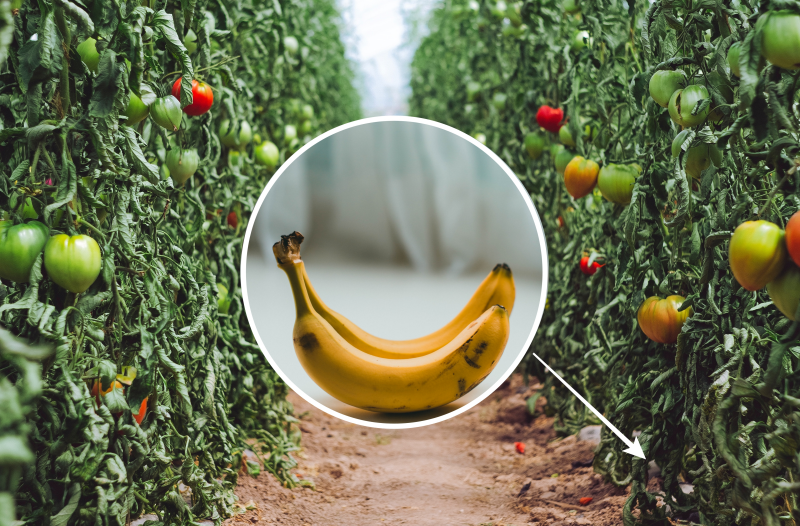 banane utilisation jardin engrais faire murir tomate avec banane