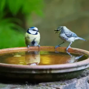 Comment fabriquer un abreuvoir pour oiseaux et les attirer dans le jardin ?