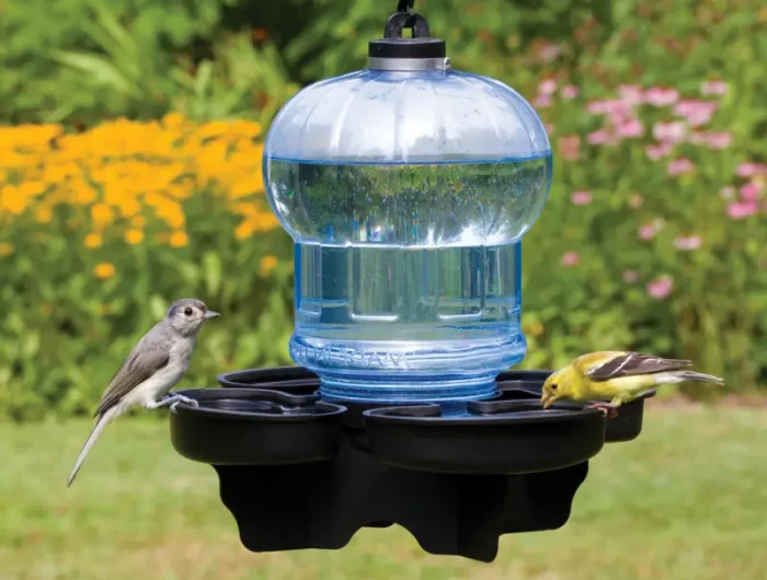 comment fabriquer une baignoire pour oiseaux oiseaux qui boivent de l eau