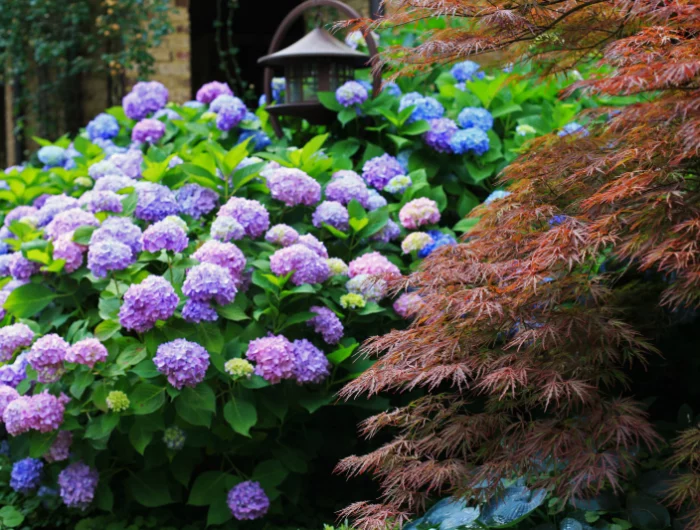 bordure de jardin fleuri comment avoir de beaux hortensias dans son jardin
