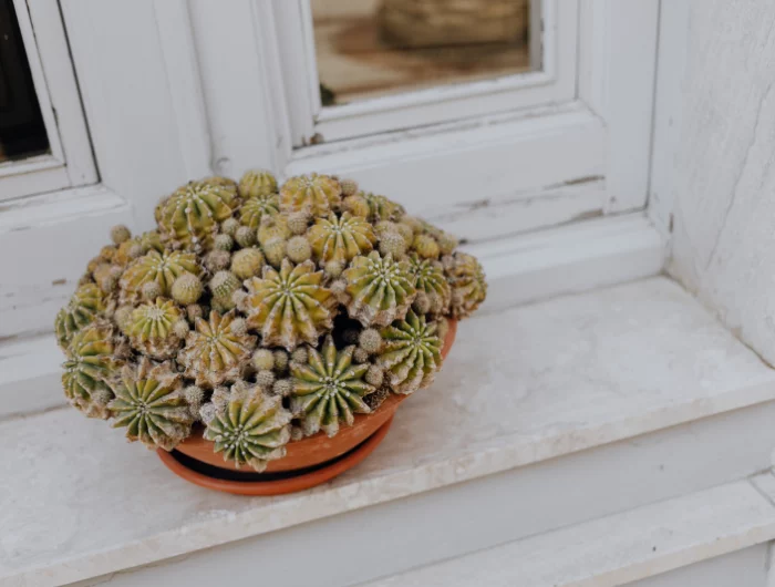 cactus pot terre cuite nettoyer les vitres sans traces au soleil