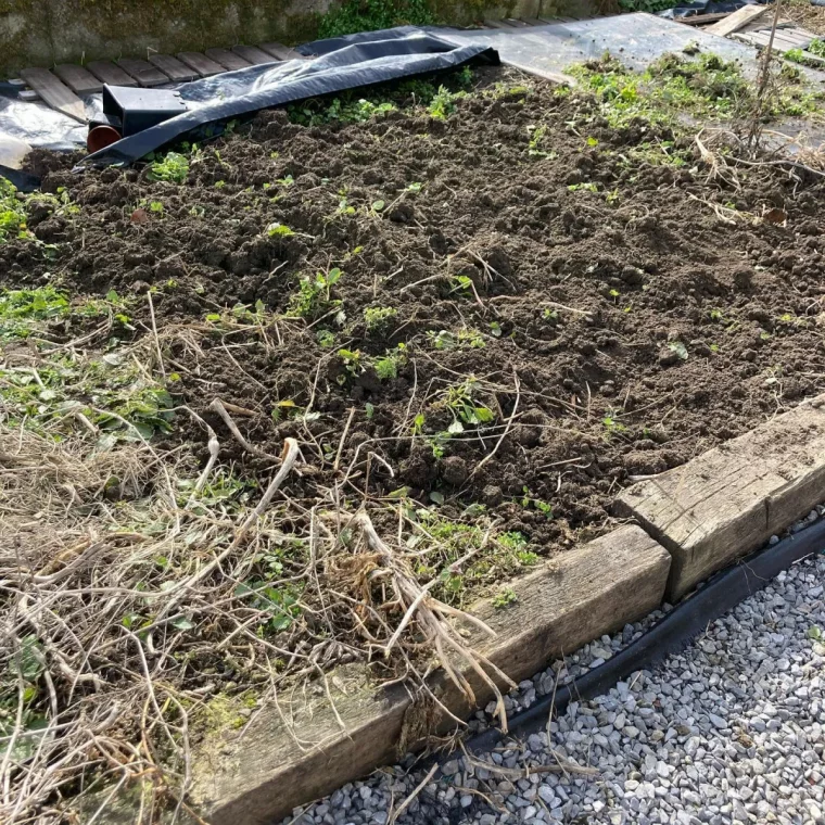 carre potager envahi d une plante terre retournee pour supprimer les racines