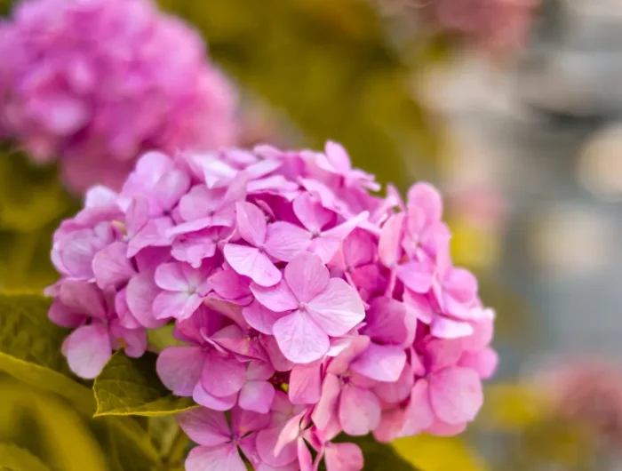 changer la couleur des hortensias avoir une hortensia rose par un ph élevé