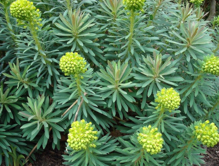 characiasquelle plante choisir pour un mur vegetal exterieur