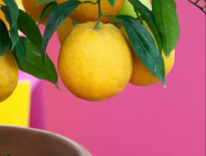 citronnier dans un pot quelle terre pour citronnier pour avoir de beaux fruits