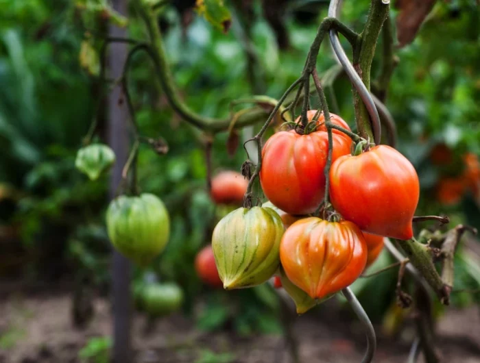 comment ajouter du calcium aux tomates des tomates sur une branche