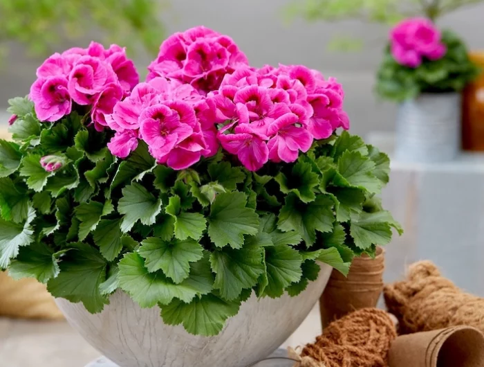 comment arroser les geranoums une plante dans un pot avec des fleurs roses