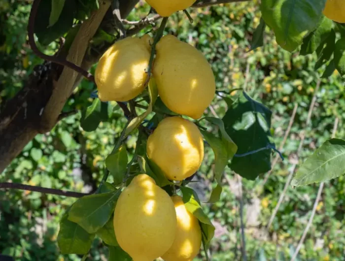 comment avoir plusieurs citrons sur une branche astuces pour faire pousser un citron booster la fructification
