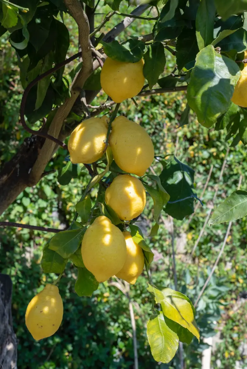 comment avoir plusieurs citrons sur une branche astuces pour faire pousser un citron booster la fructification