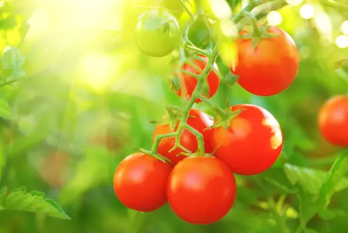 comment avoir une bonne recolte de tomates astuces