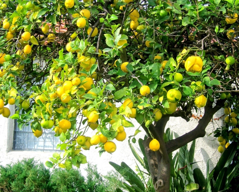 comment avoir une recolte abondante de citrons