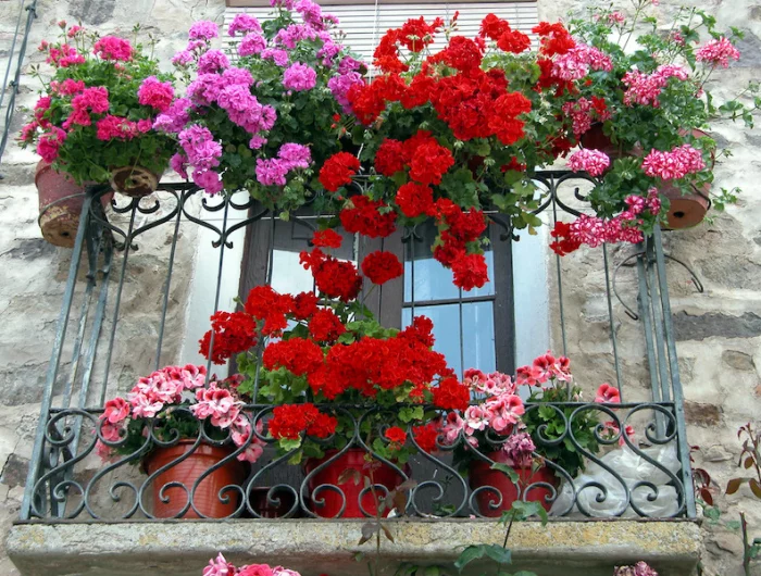 comment bien entretenir un géranium des plantes rouges roses violettes sur un balcon en metal et maison en pierre