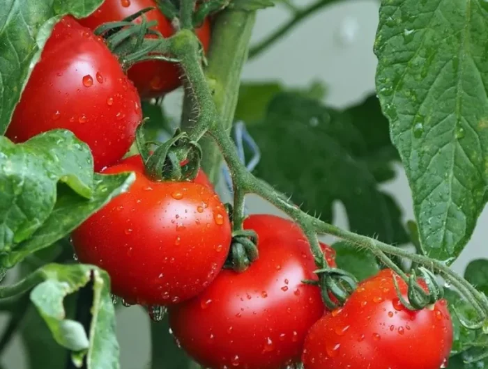 comment bien fertiliser les plants de tomates