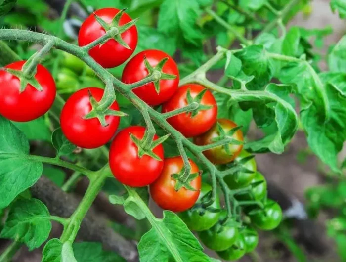 comment congeler les tomates cerises tomates cerises vertes et rouges sur une branche
