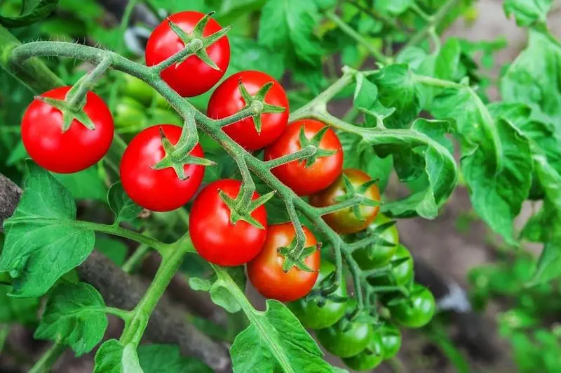 comment congeler les tomates cerises tomates cerises vertes et rouges sur une branche