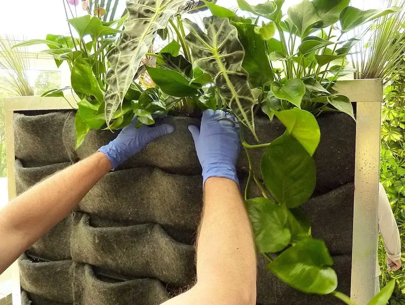 comment construire un mur vegetal exterieur avec poche en feutre