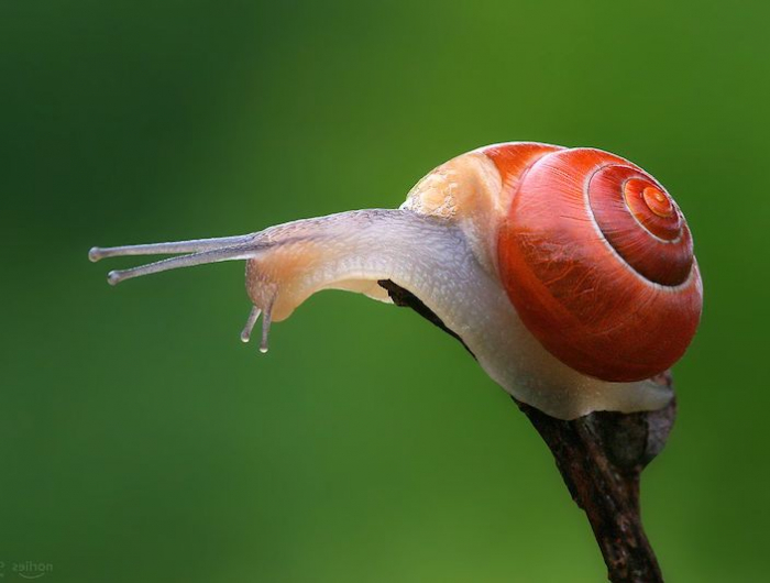 comment eliminer les escargots