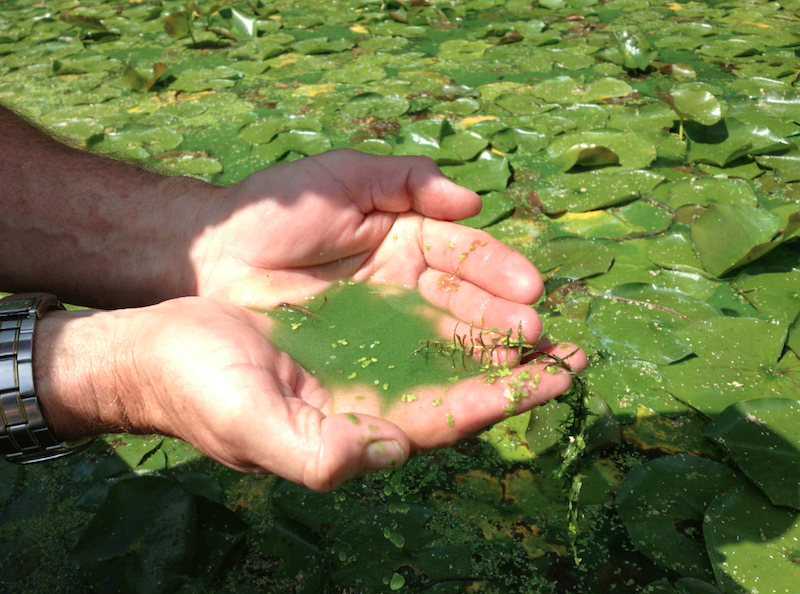comment eliminer les escargots et limaces du jardin algues dans les mains