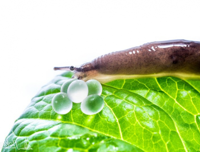 comment eliminer les limaces limace avec oeufs sur une feuille verte