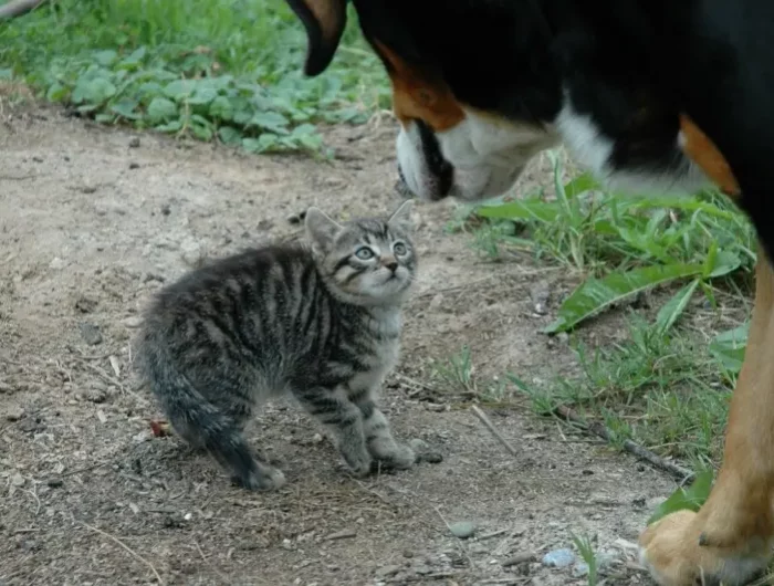 comment eloigner les chats un chein et un chaton
