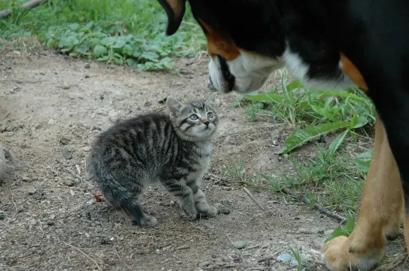 comment eloigner les chats un chein et un chaton