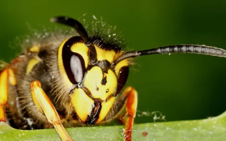 comment eloigner les guepes pendant l ete et l automne