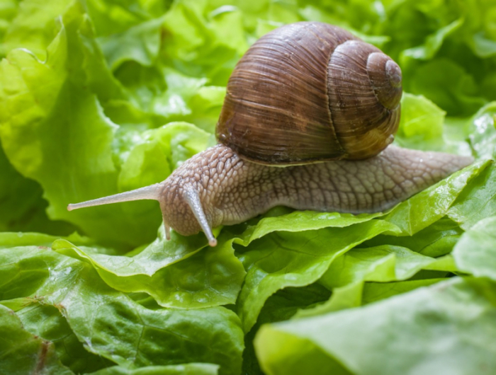 comment eloigner les limaces et les escargots du potager escargot sur une salade verte