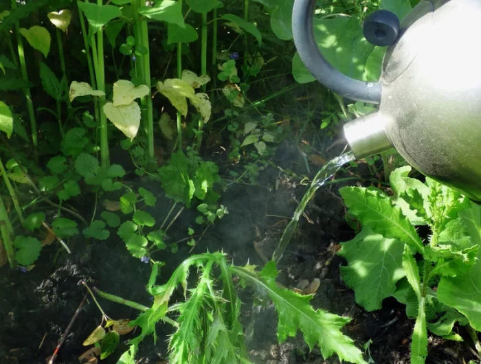 comment enlever du liseron naturellement verser de l eau bouillante dans le jardin