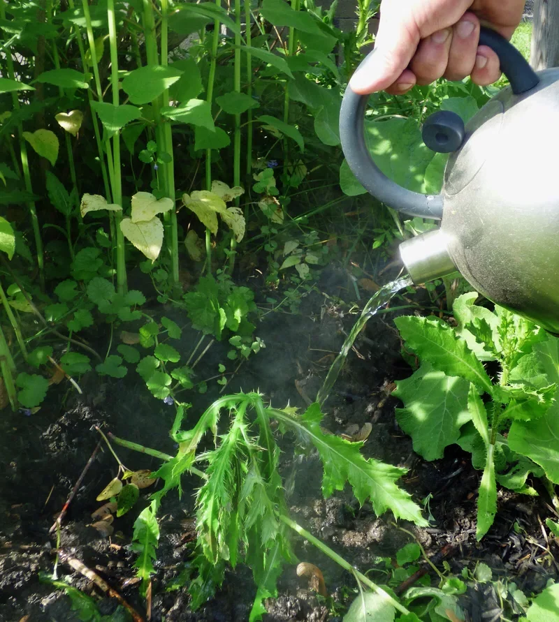 comment enlever du liseron naturellement verser de l eau bouillante dans le jardin
