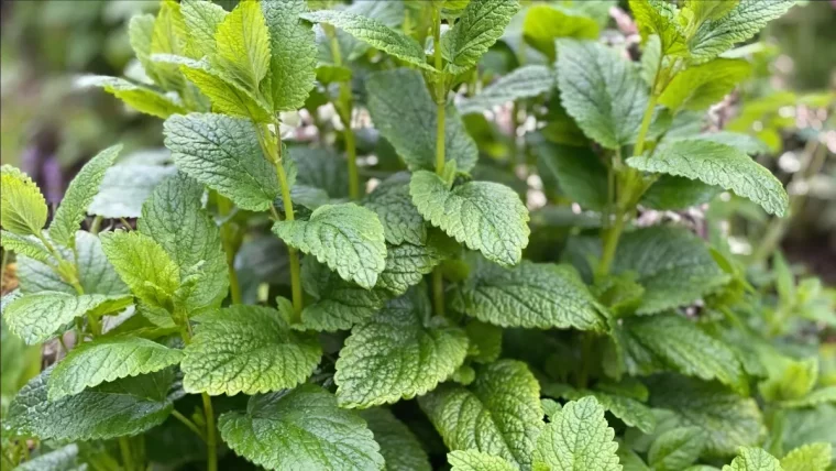 comment entretenir la menthe cultivee en pot