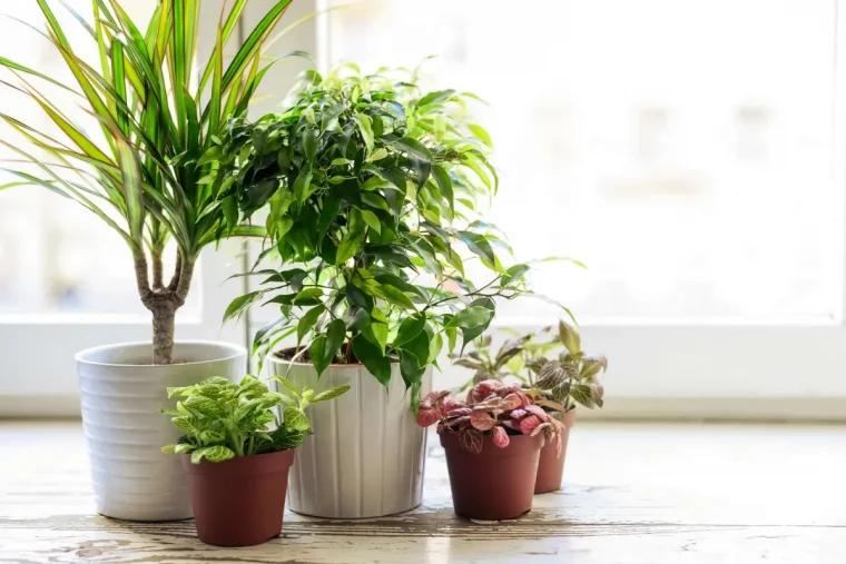 comment entretenir les plantes d interieur au printemps