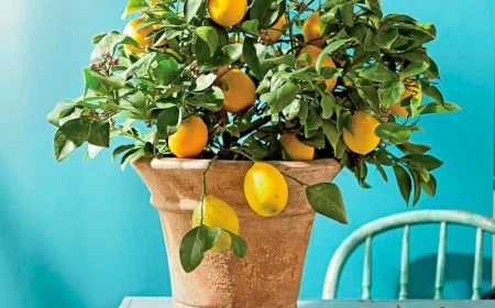 comment entretenir une plante de citronnier